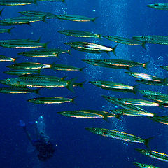 photo "Flight of barracudas"