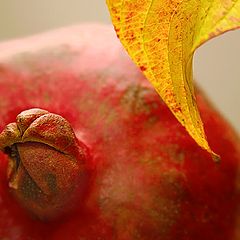 photo "Thoughtful pomegranate."