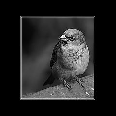 photo "***"