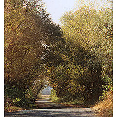 photo "Sun alley to autumn"