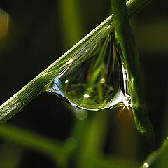 фото "Dew 15"