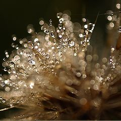 фото "Dew 16"