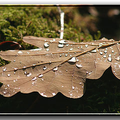 photo "Autumn morning."