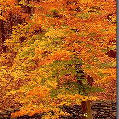 фото "The last signs of fall in New England"