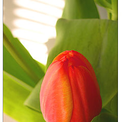 photo "A soft tulip"