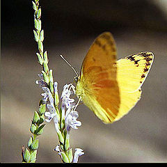 photo "Embrace!!!"