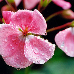 photo "After Rain"