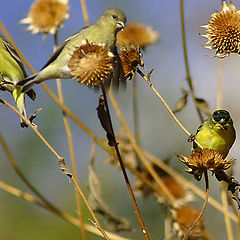 photo "About The Birds Again."