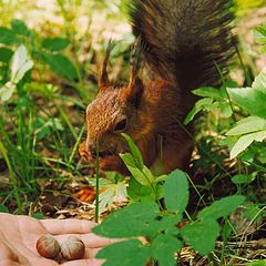 photo "Little squirrel"