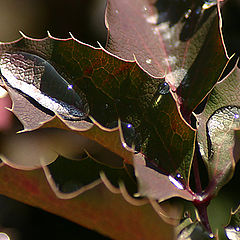 photo "After The Rain."