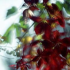 photo "Crimson pattern"