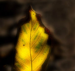 photo "Yellow leaf."