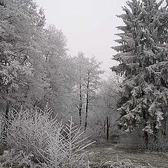 photo "Hoar-frost"