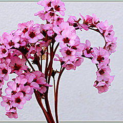 photo "Pink flowers"