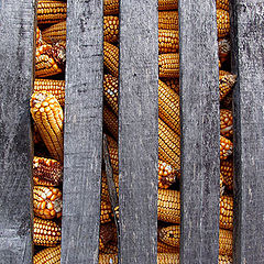 photo "corn"