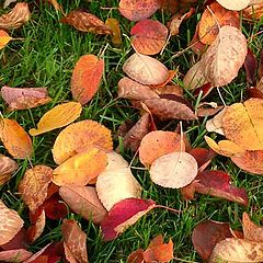 photo "Autumn carpet"