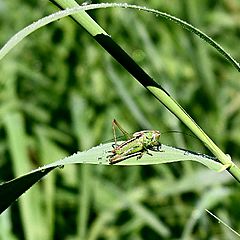 photo "Sunny grasshopper."
