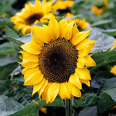 photo "Sunflowers"