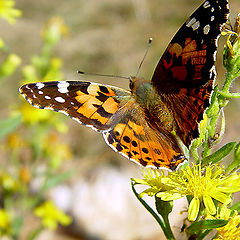 photo "Ready to fly away!!"