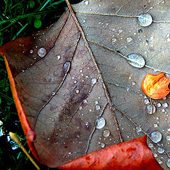 photo "AUTUMN DROPS"