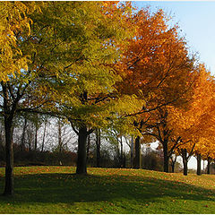 фото "Colors Fall in a Row"