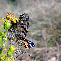 фото "Butterfly ...."