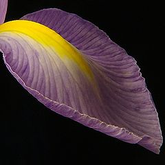 photo "The Iris petal"