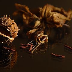 фото "Chestnut and Lily"