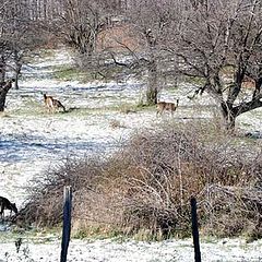 photo "First Snow in the Catskills"