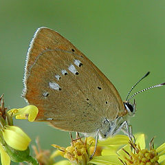 photo "B-fly and flowers"