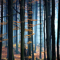 фото "red&blue forest"