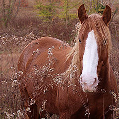 photo "Horse of Course"