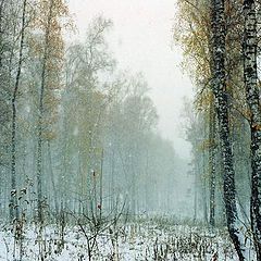 photo "Winter Wood 20112003"