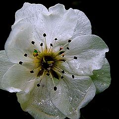 фото "Las flores tambi&#233;n lloran"