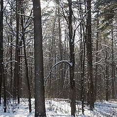 фото "Зимний лес"