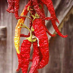photo "Red hot chili papers"