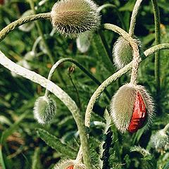 photo "Before flowering"