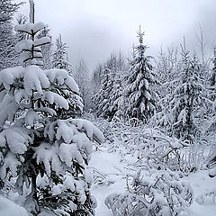 фото "Второй снег."