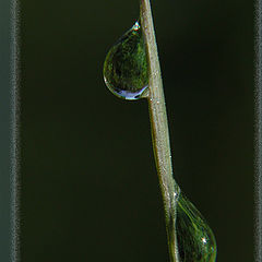 photo "Two drops"