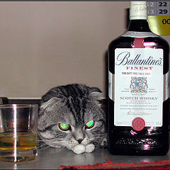 photo "The Scottish cats prefer whisky"