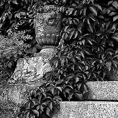 фото "Beoynd of Virginia creeper"