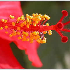 фото "Red & Yellow"