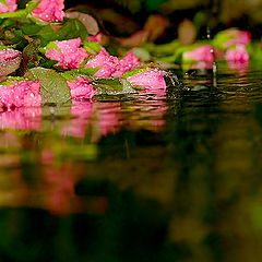 photo "Rainy mood... Rose water.."