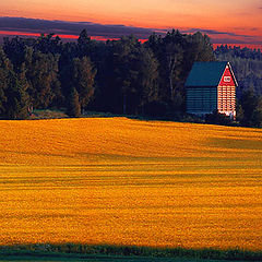 photo "Field of Gold"