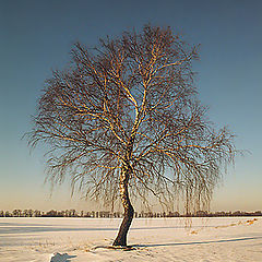 photo "Simply tree"