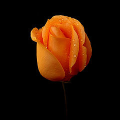 photo "beautiful rose"