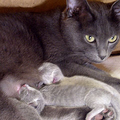 photo "Cat family"