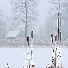 photo "Winter views"