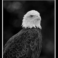 фото "Majestic"