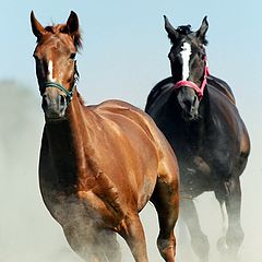 photo "galop II"